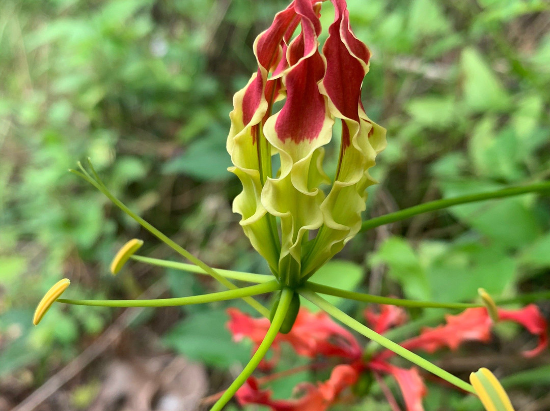 Hiking on Samui - Day Tours景点图片