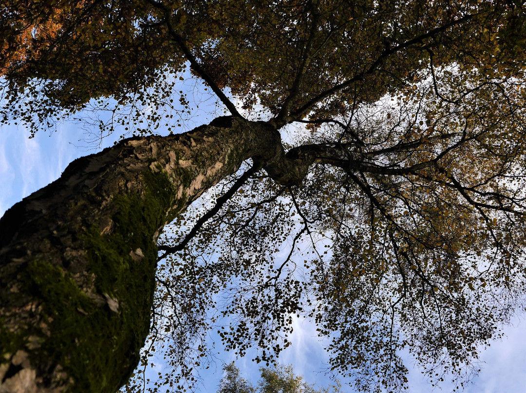 Ashenbank Wood景点图片