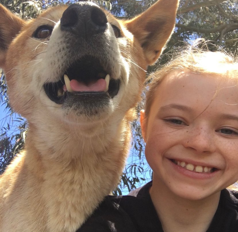 Dingo Discovery Sanctuary and Research Centre-Toolern Vale必去景点