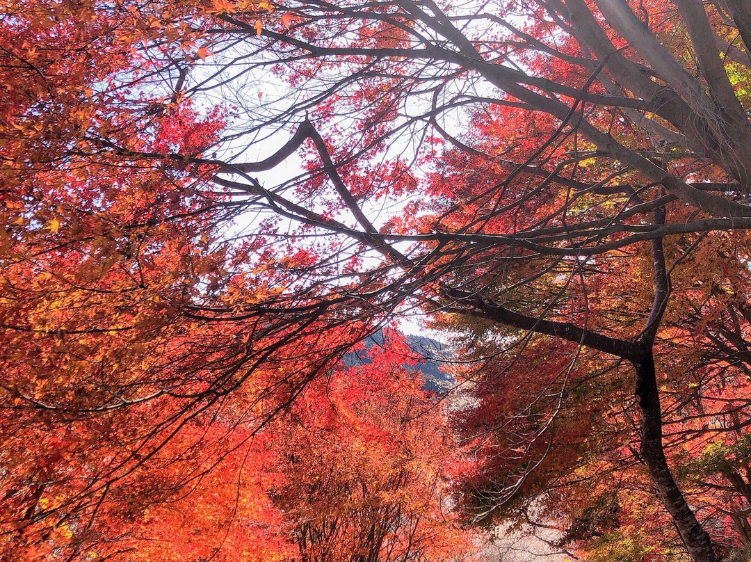 Semmi Shikizakura no Sato-丰田市必去景点