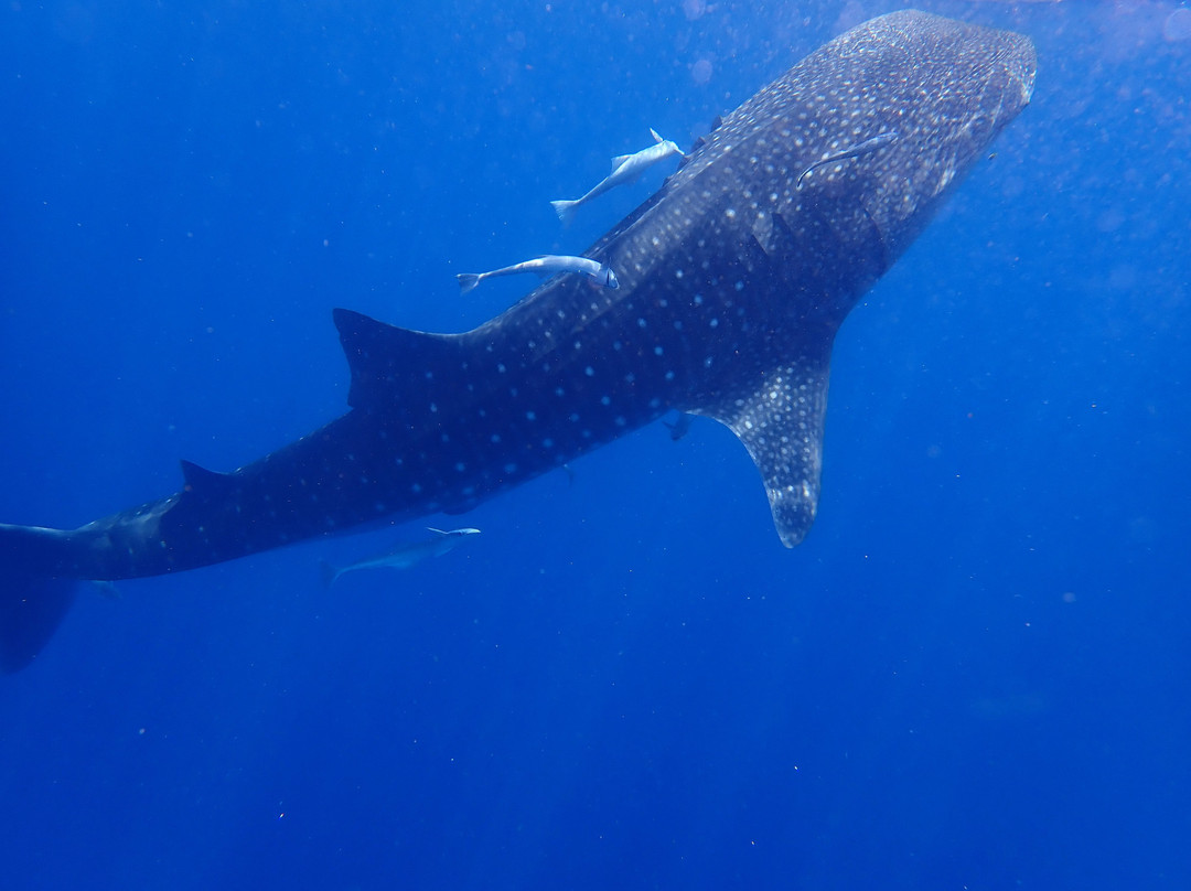 Les Baleines Rand'eau景点图片
