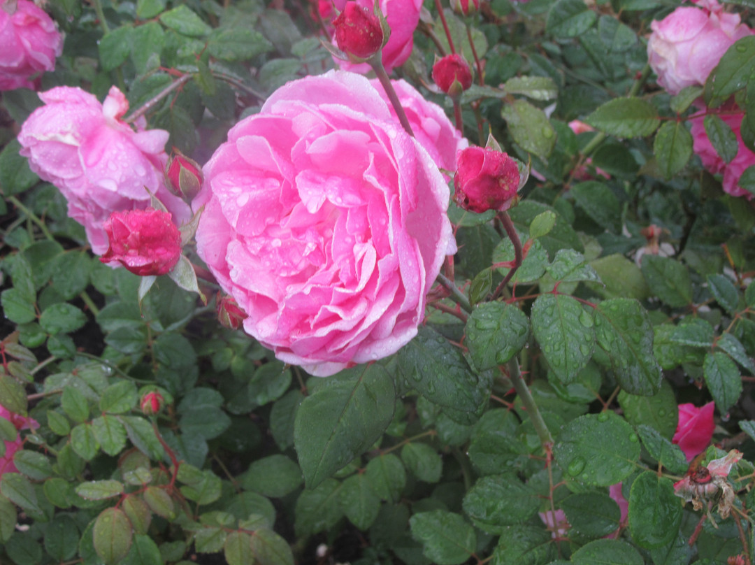 Redwood Garden Inn主图