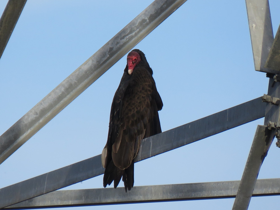 Colusa National Wildlife Refuge-Colusa必去景点