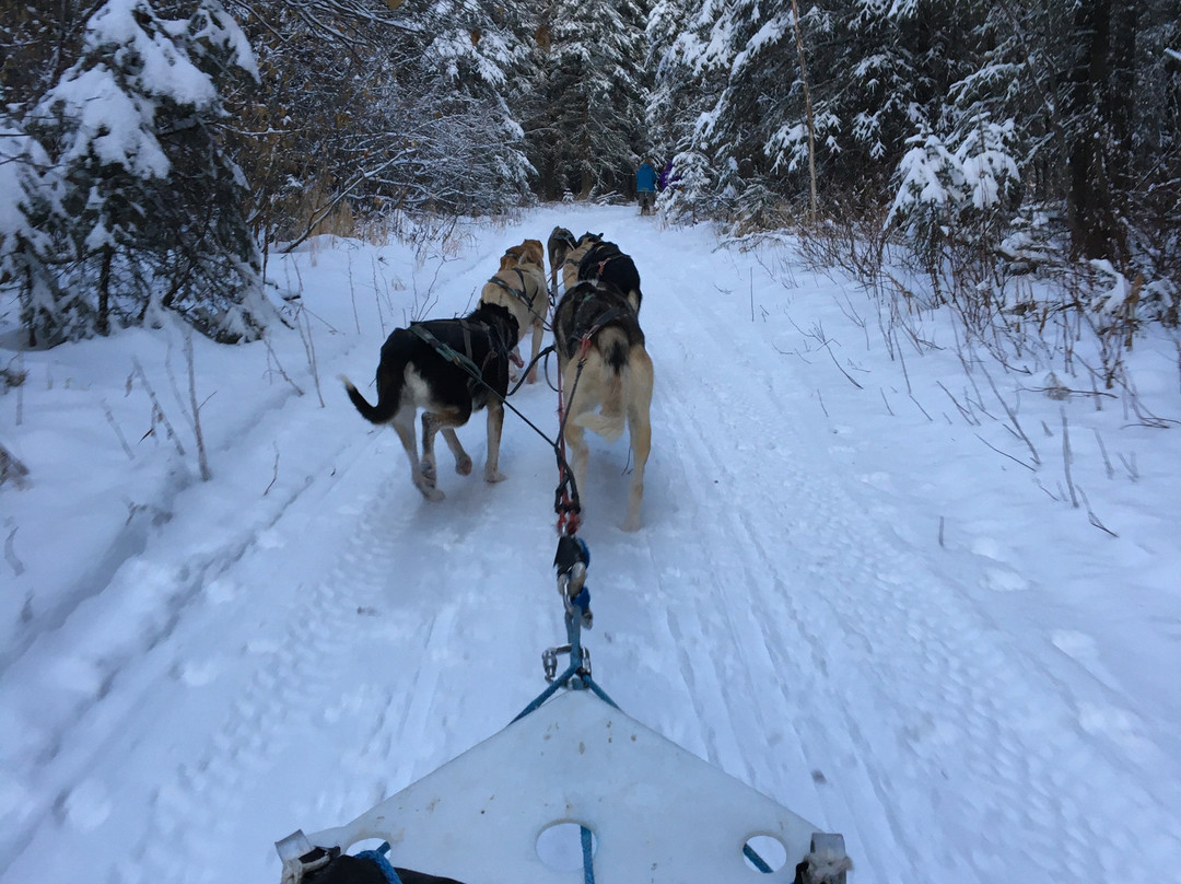 Bill Cotter Kennels-Nenana必去景点