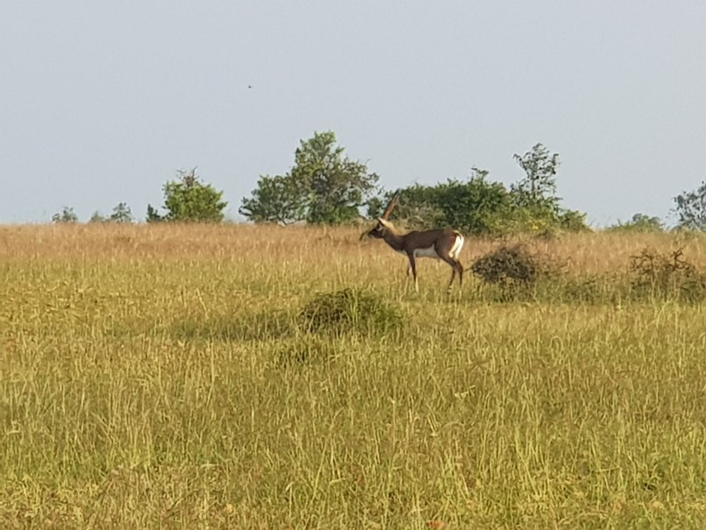 Jayamangali Blackbuck Reserve景点图片
