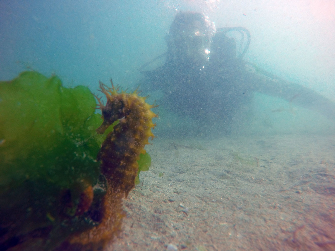 Buceo Rias Baixas景点图片