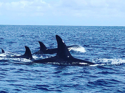 Tohora Bora Bora-瓦伊塔佩必去景点