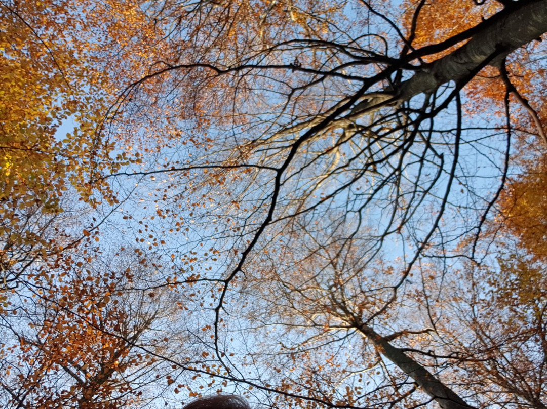 Beech Forest-拉尔维克必去景点