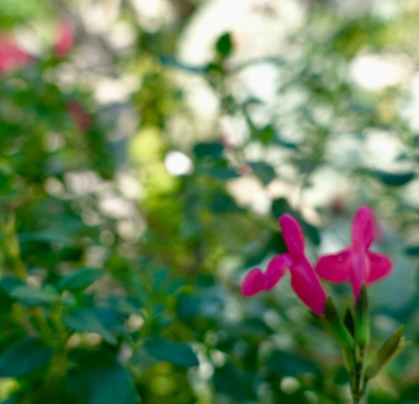 Medieval Mediteranean Garden景点图片