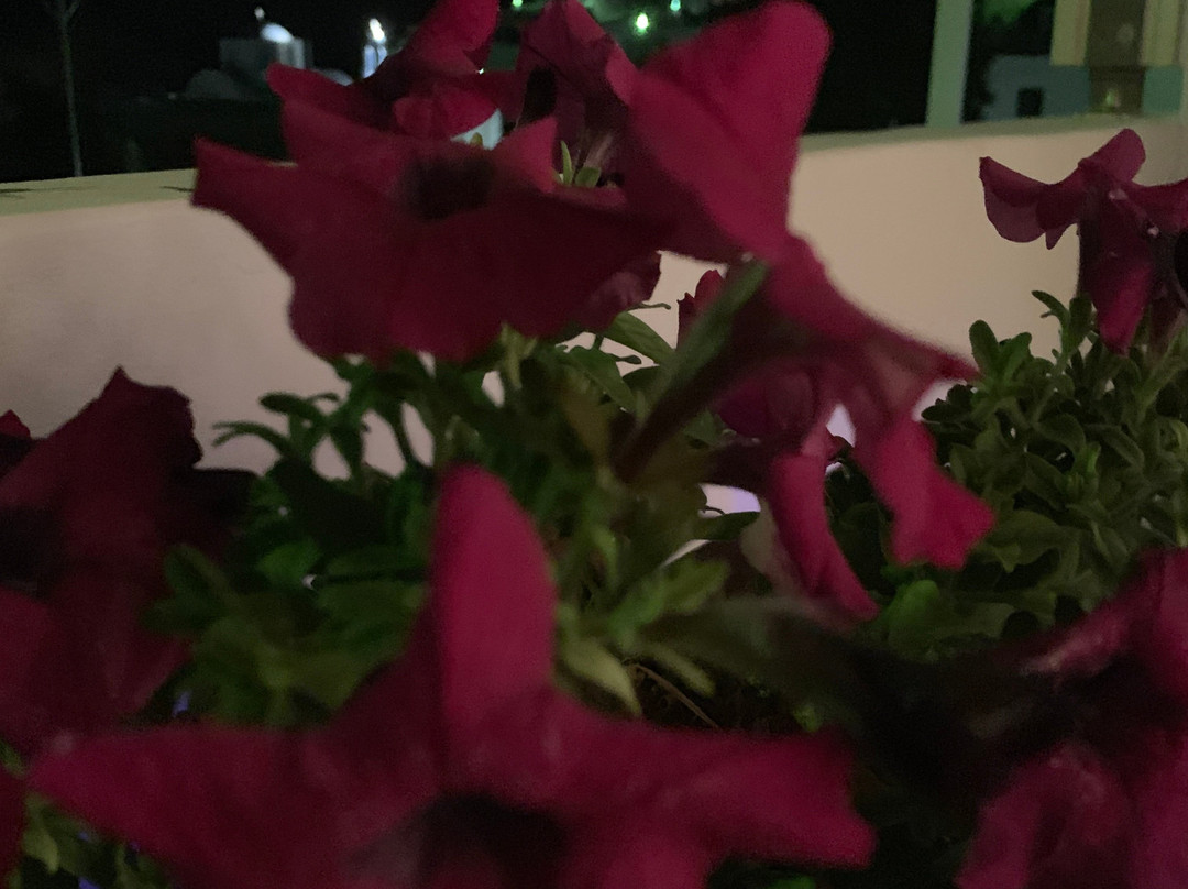 Stampalia Luxury Studios主图