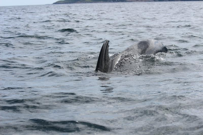 Captain Cox's Whale Watch景点图片