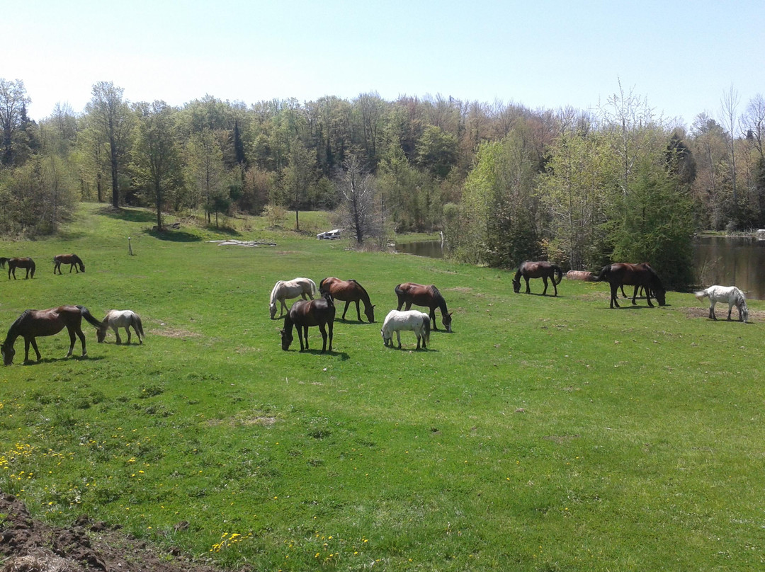 Rocky Top Farm-Bracebridge必去景点