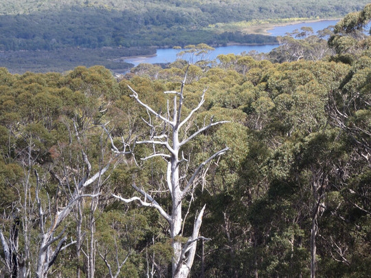 Shannon National Park-Manjimup必去景点