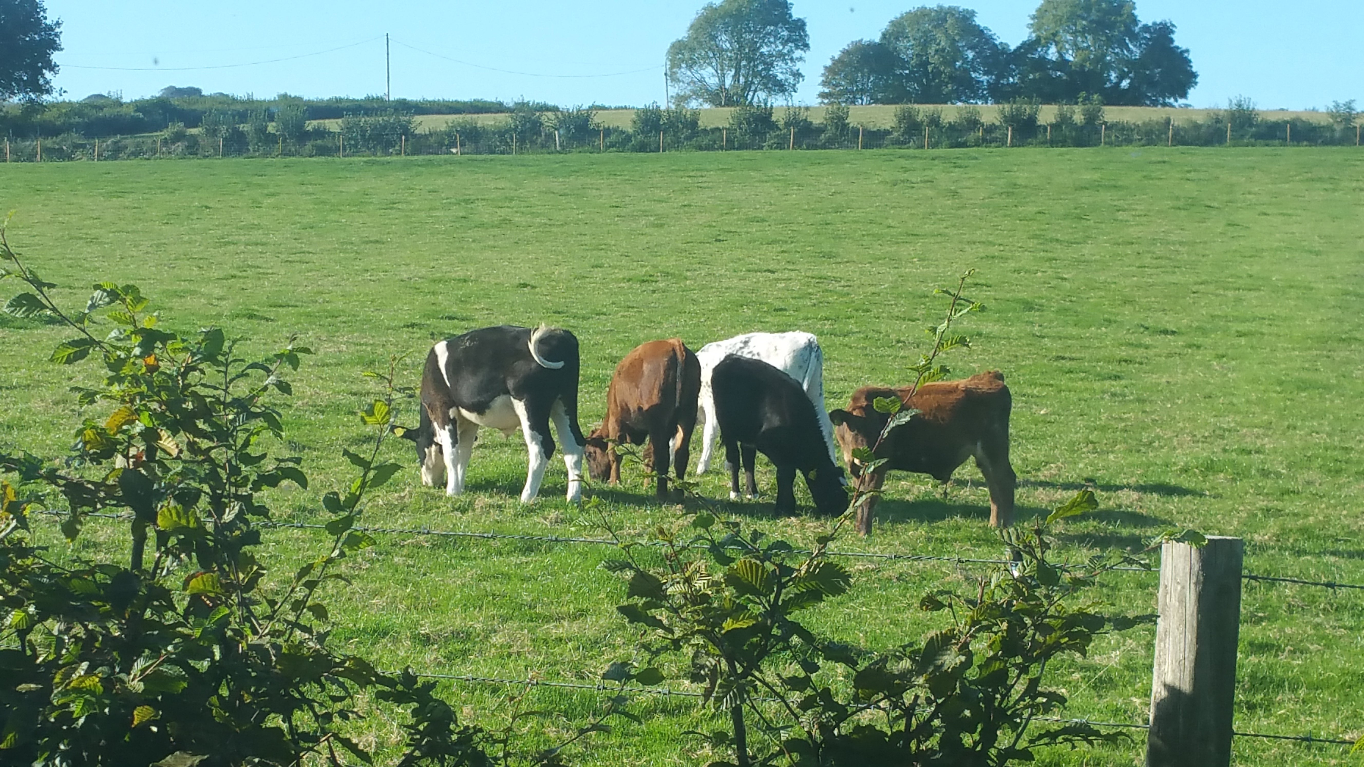 Higher Chapel Farm-官方