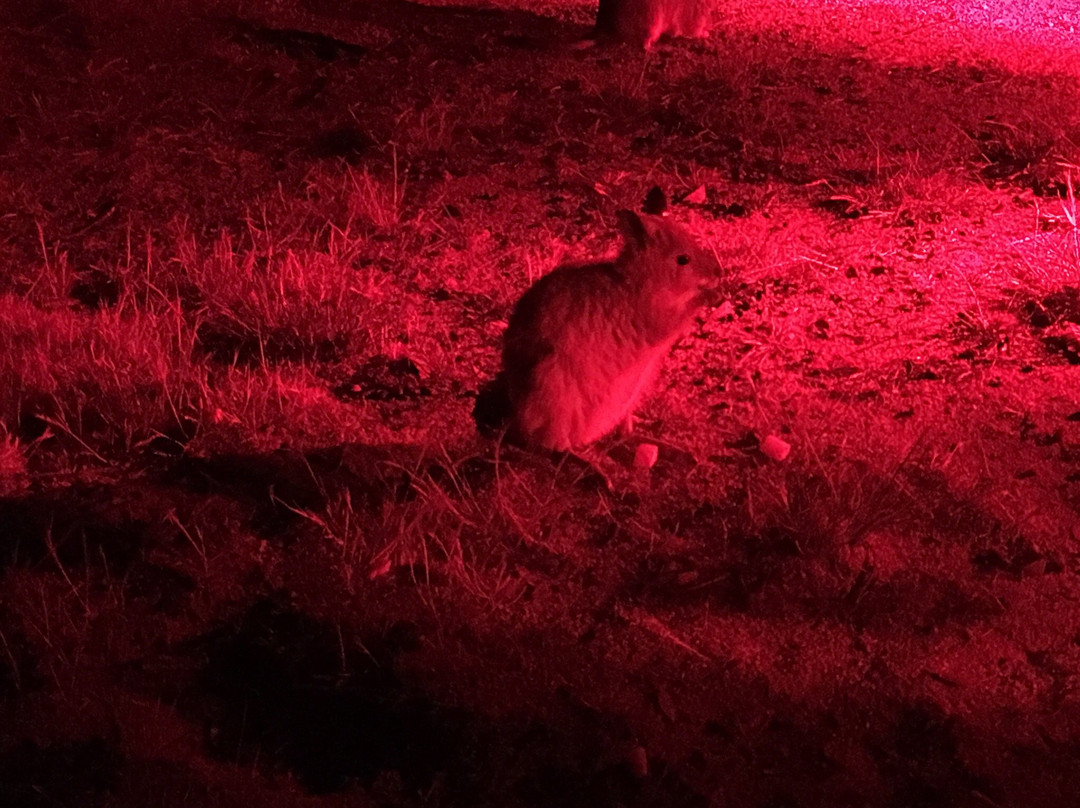 Barna Mia Nocturnal Wildlife Experience景点图片