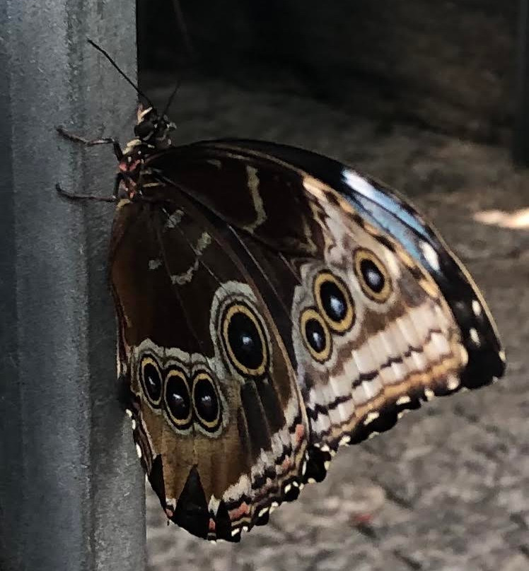 尼亚加拉公园蝴蝶馆-尼亚加拉大瀑布必去景点