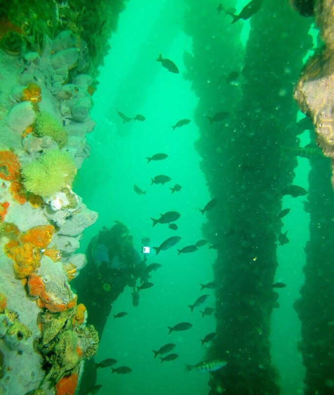 Chelonia Dive Center景点图片