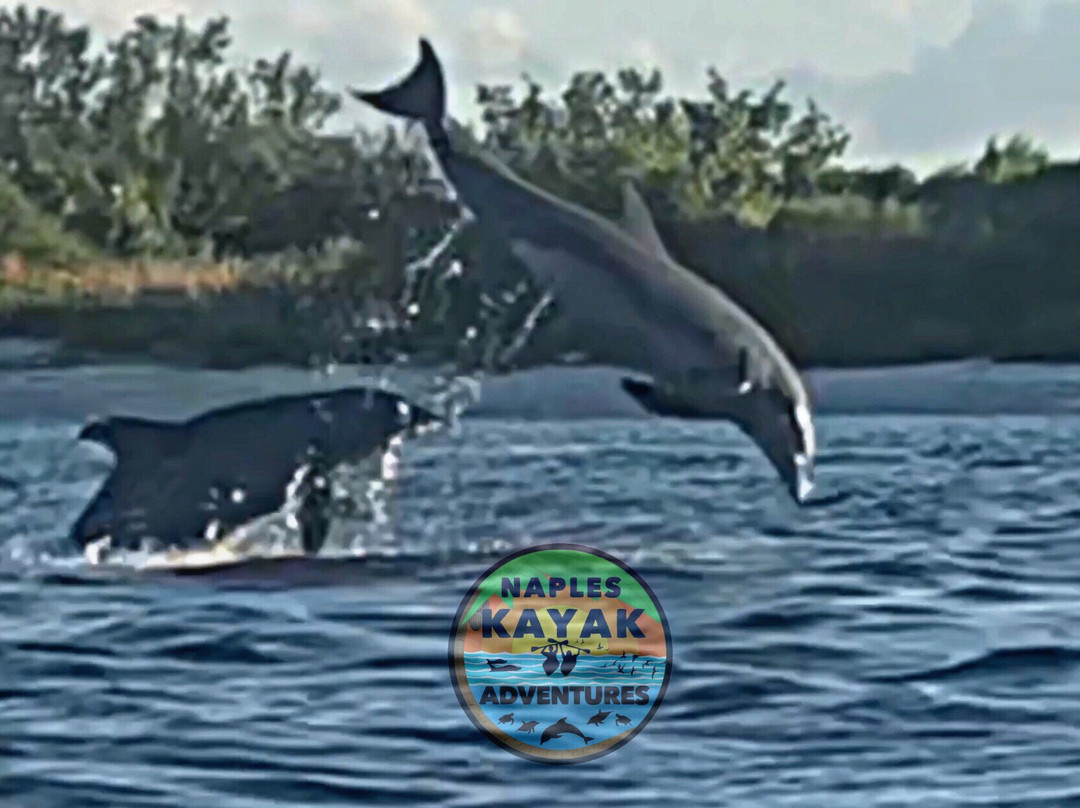 Naples Kayak Adventures-那不勒斯必去景点