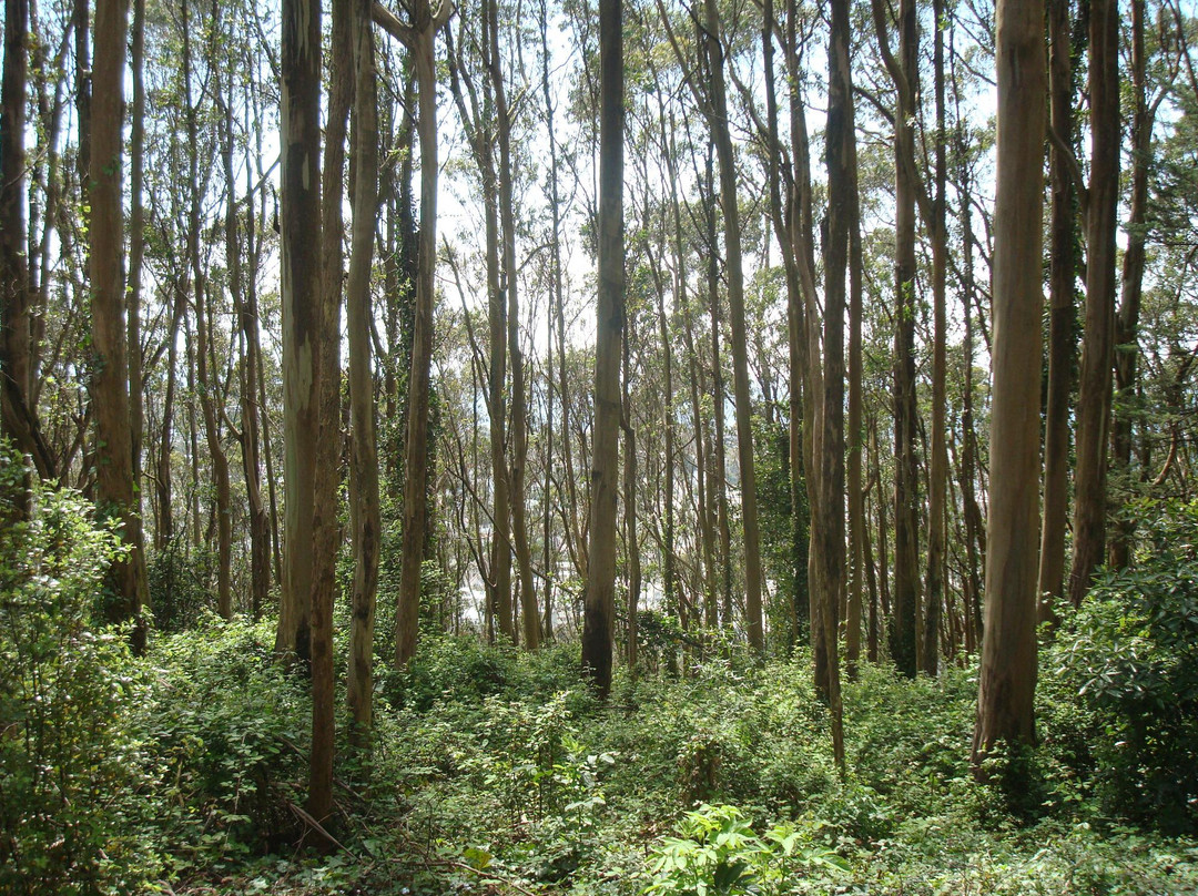 Mount Sutro Forest-旧金山必去景点