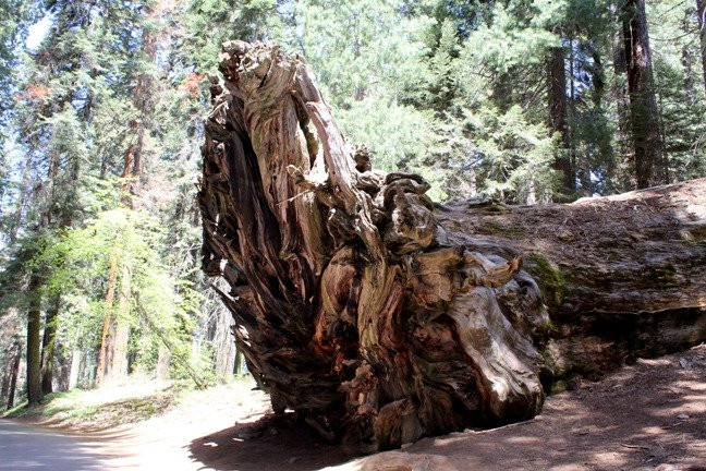 Buttress tree-红杉&国王峡谷国家公园必去景点