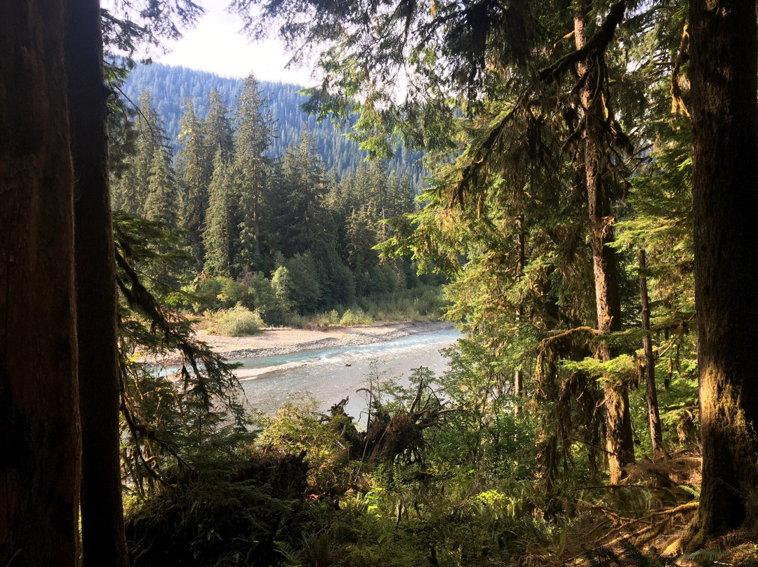 Hoh River Trail景点图片