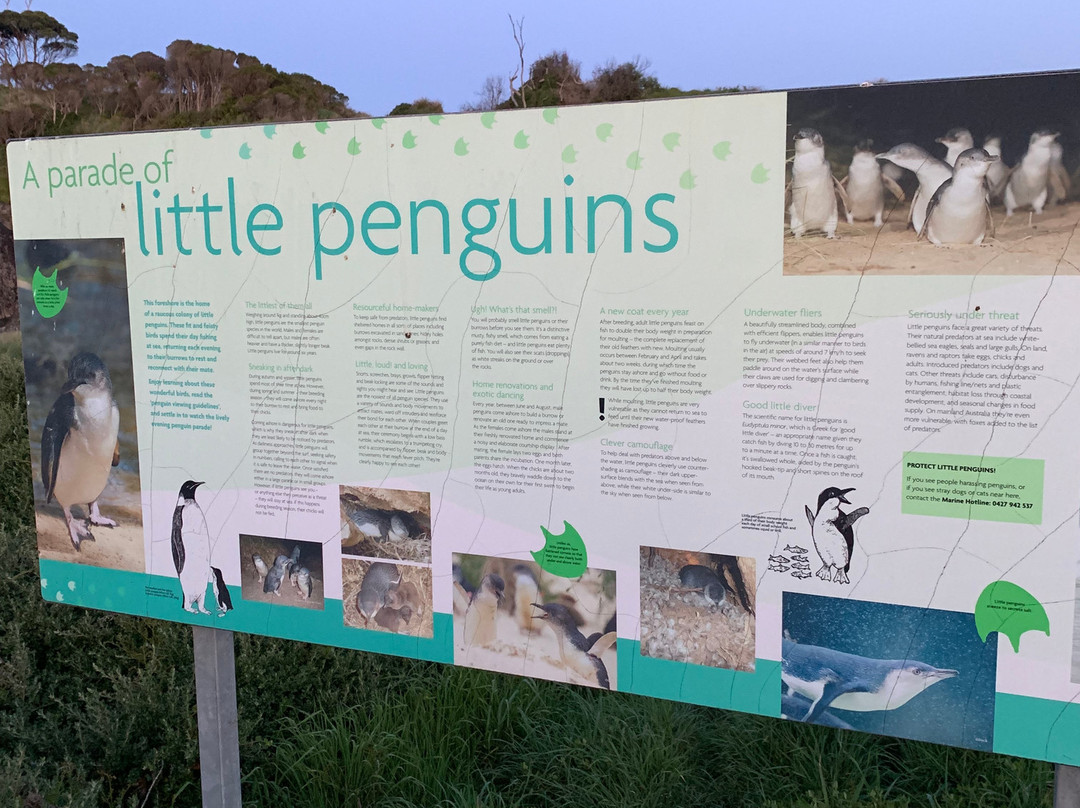 Wynyard Penguin Tours景点图片
