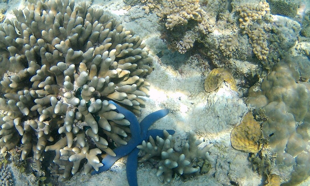 Maziwe Island-Pangani必去景点