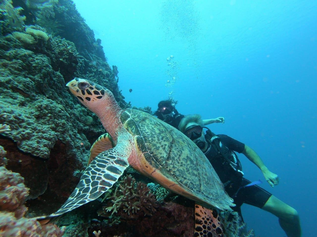 Blue Corner Dive Menjangan景点图片