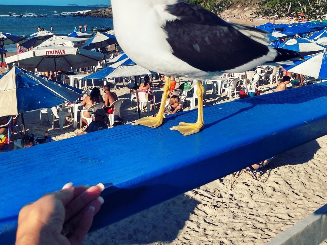 Praia das Conchas-卡布弗里乌必去景点