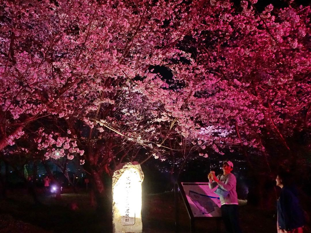 Fukuoka Castle Cherry Blossom Matsuri景点图片