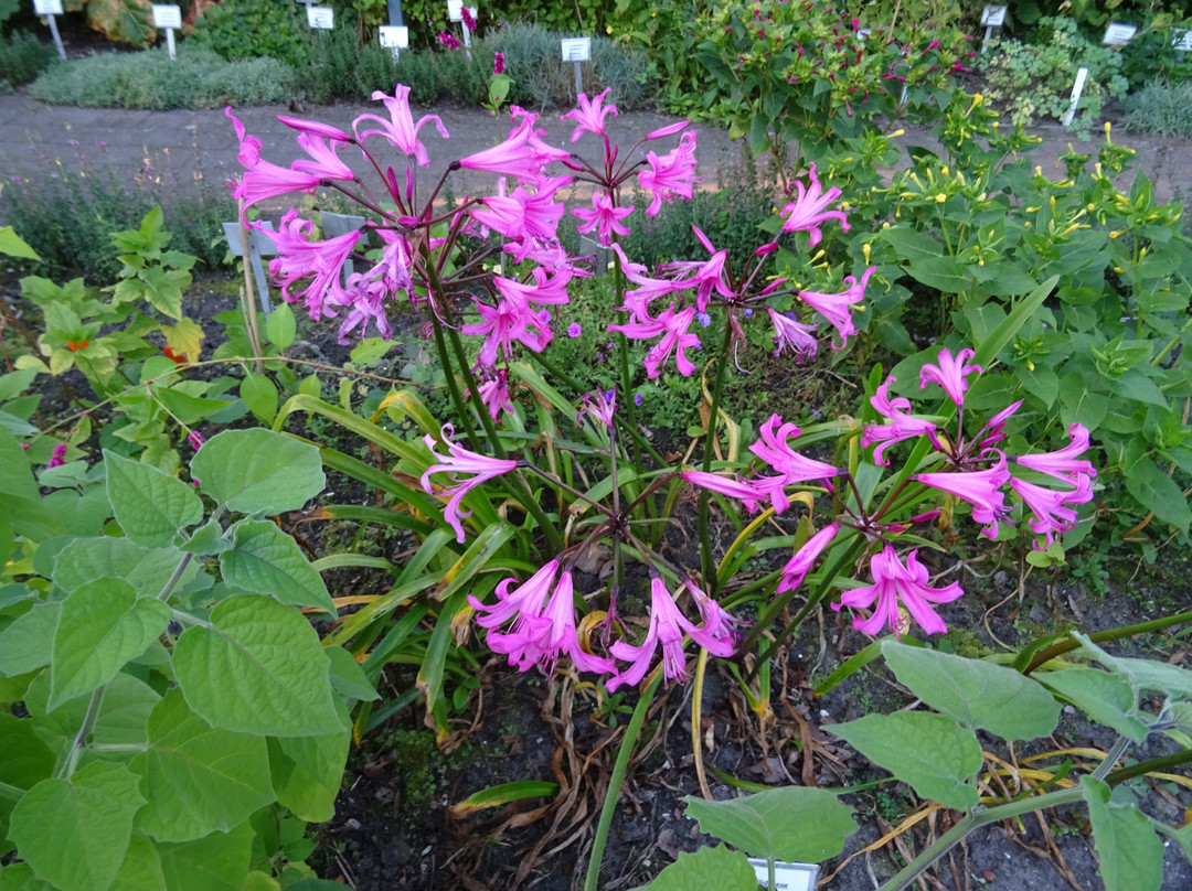Botanische Tuin Dr. Costerus景点图片