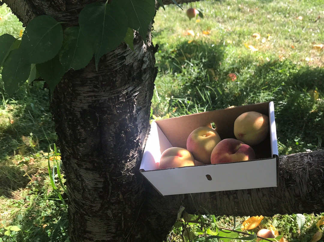 Doe Orchards-Harvard必去景点