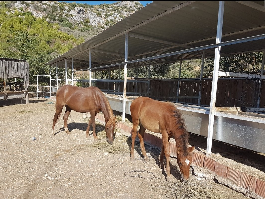 Kirca Travel- Patara Horseriding景点图片
