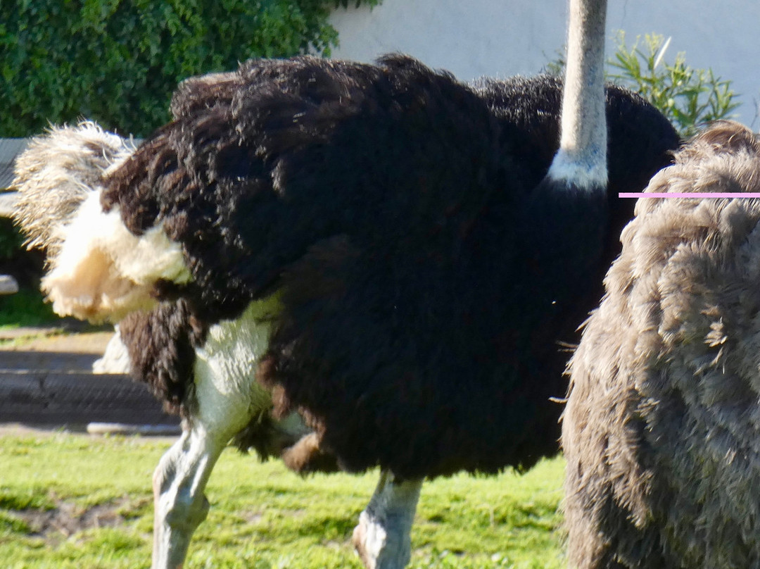 Cape Point Ostrich Farm-开普敦中心区必去景点
