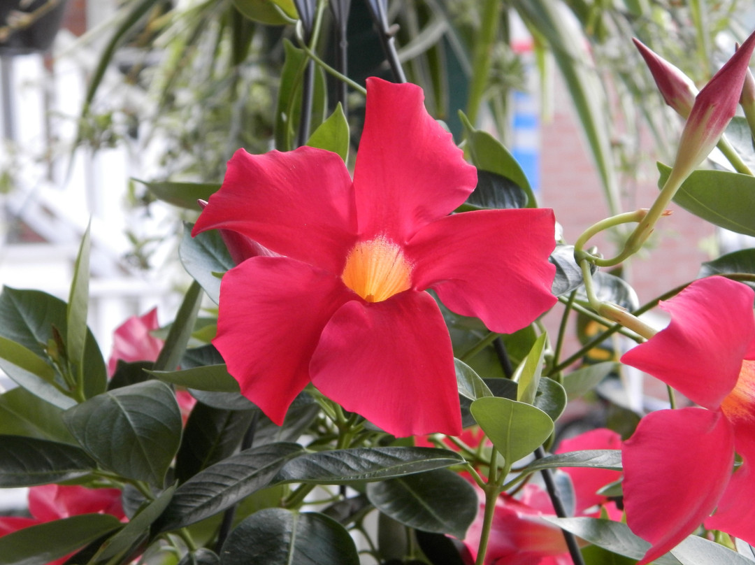 Red Roof Inn & Suites Newport - Middletown, Ri主图