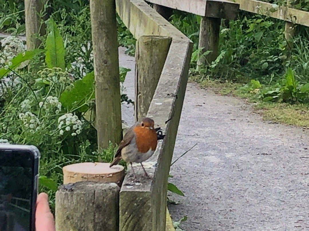 Seaton Wetlands Nature Reserve景点图片