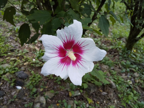 Mukuge Nature Park-皆野町必去景点