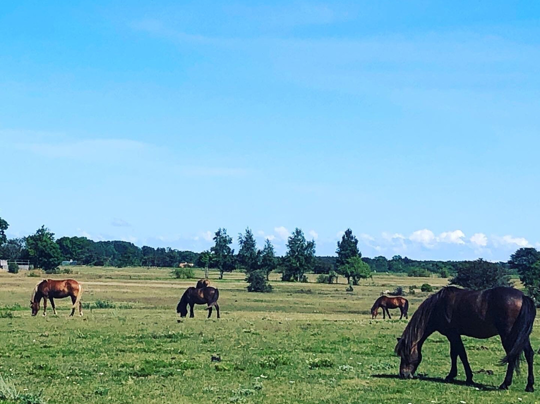 Fårö Islandshästar
