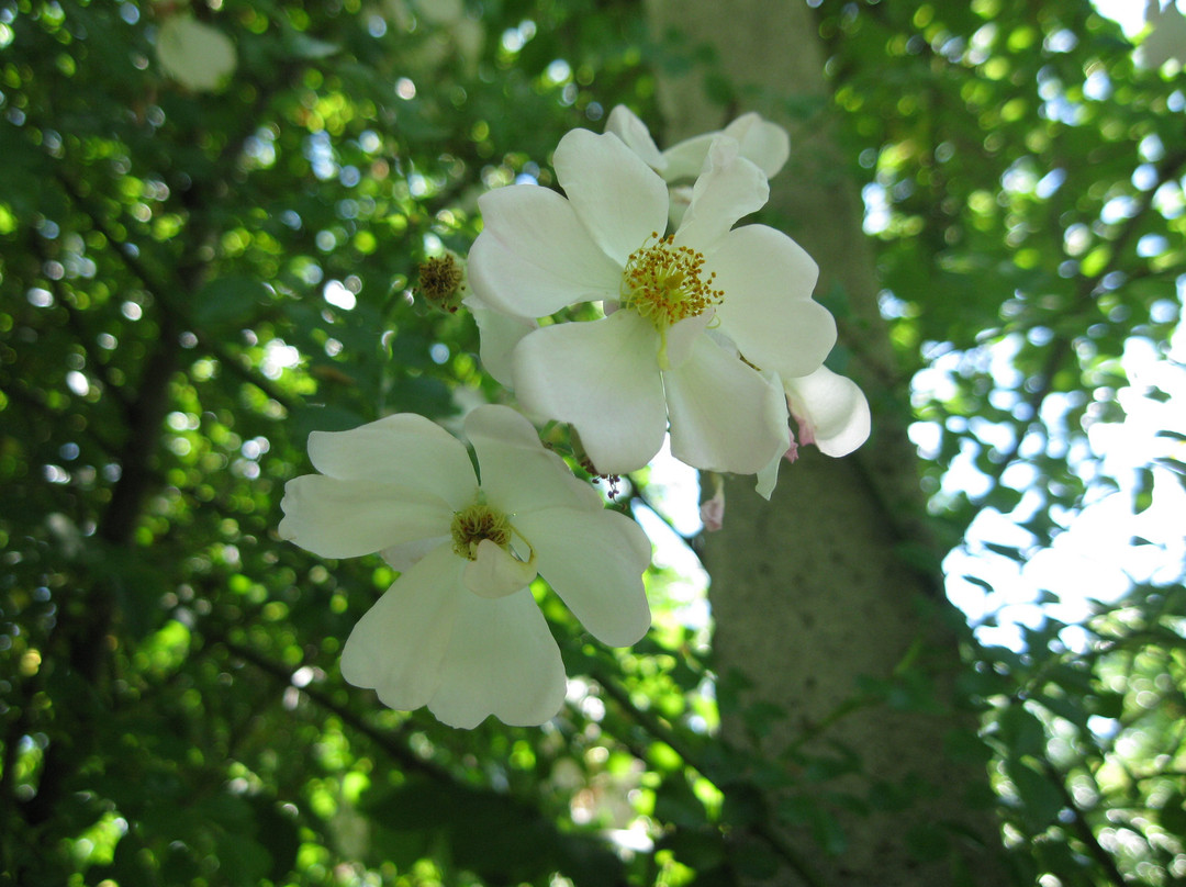 Il parco delle rose - orto-roseto Garlant Fabiani景点图片