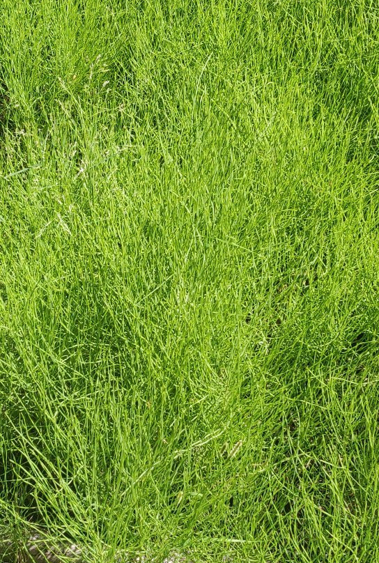 East Inlet Trail-落基山国家公园必去景点