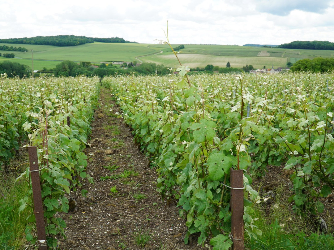 The Champagne Tour Co.-兰斯必去景点