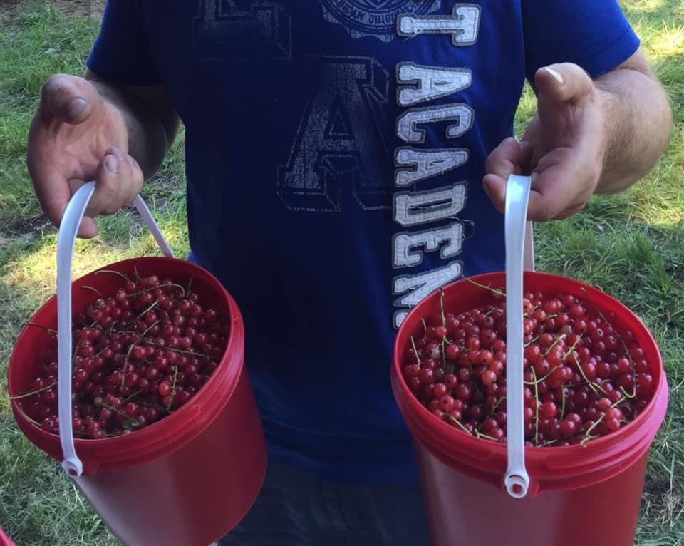 Tikkanen's Berry Farm-Sterling必去景点