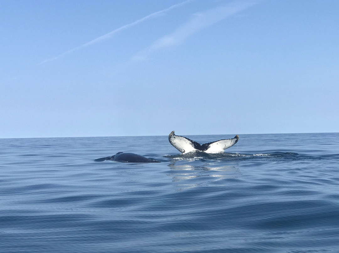 Dixon's Zodiac Seafari-Neil's Harbor必去景点