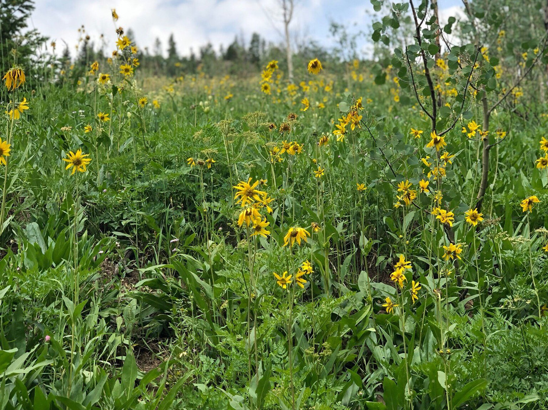 Hessie Trailhead-Nederland必去景点