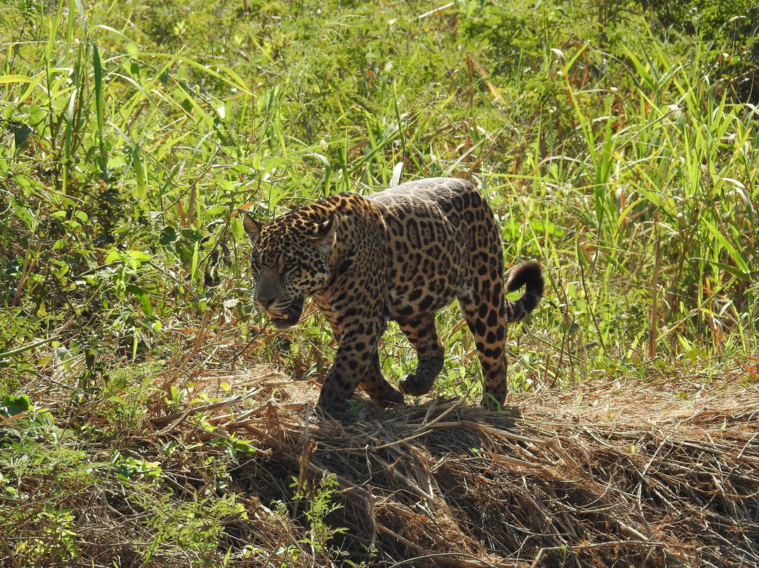 Pantanal Safaris景点图片