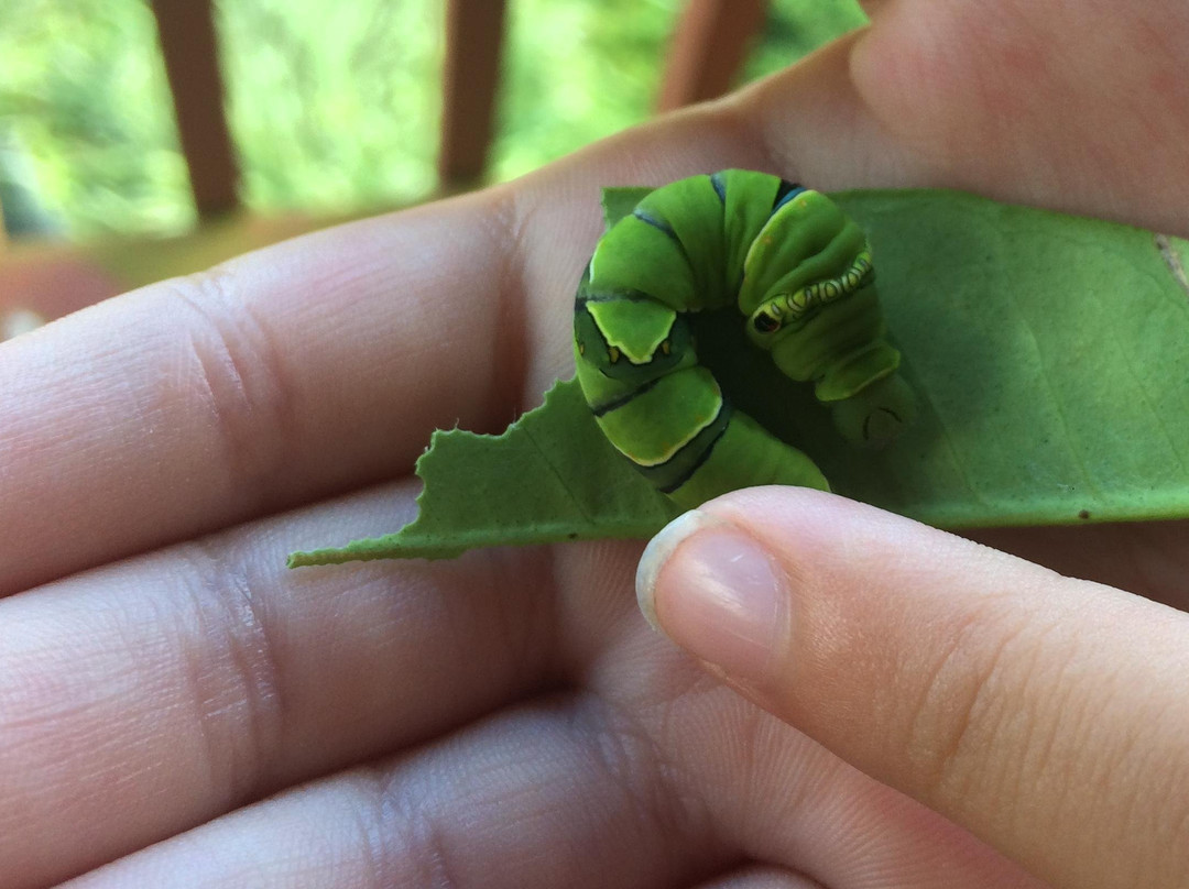 The Maui Butterfly Farm-拉海纳必去景点