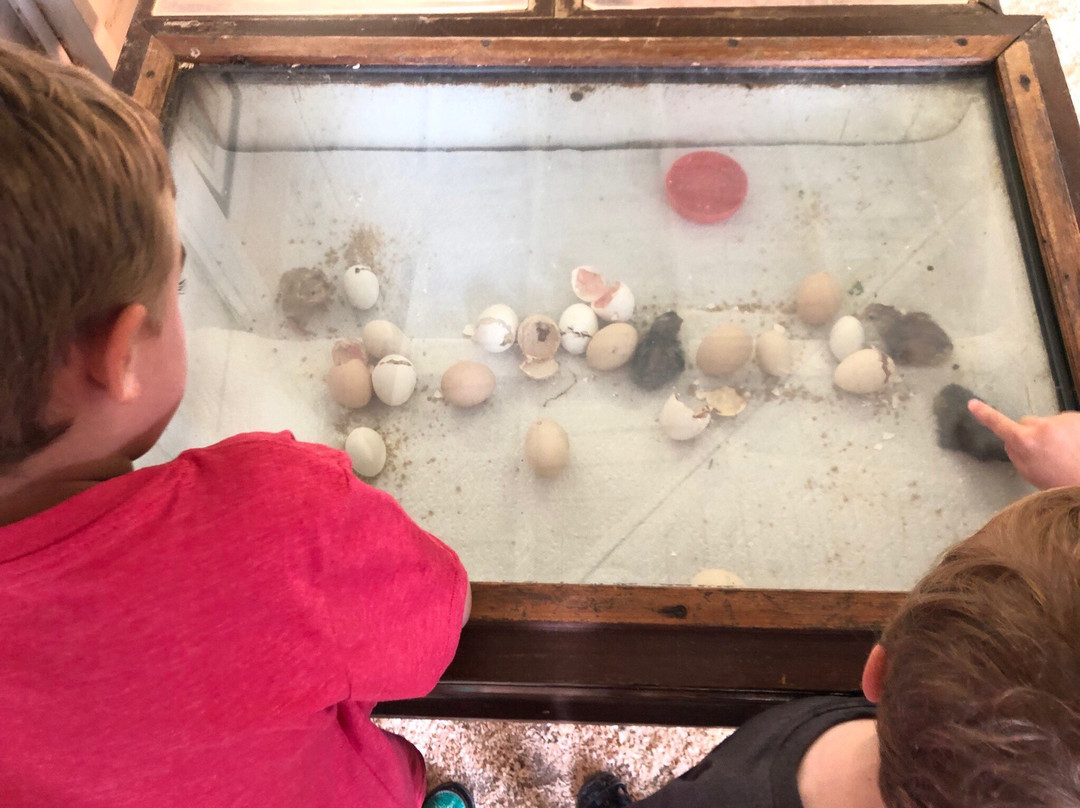 Friendly Farm-Dublin必去景点