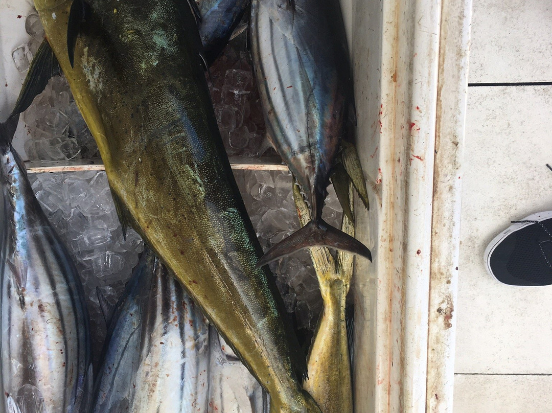 First Choice Charters, Deep Sea Fishing-伊斯拉摩拉达必去景点
