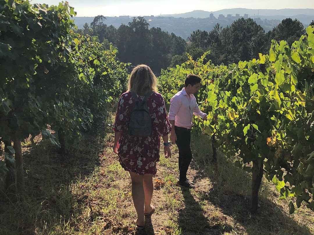Sapateiro - Vineyard & Winery景点图片