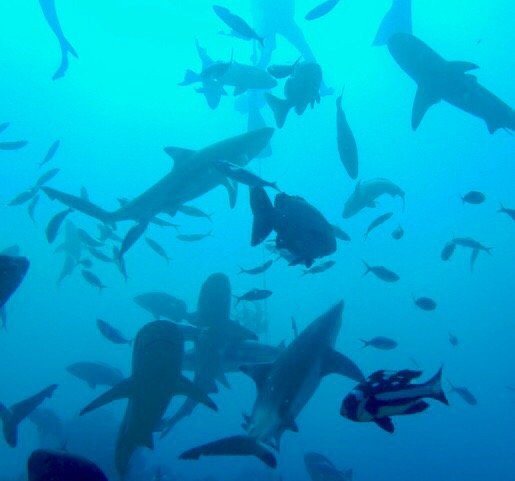 Reef Safari-雅奴卡岛必去景点